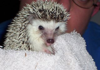 kaylee Kaylee sez towels haz a flavr