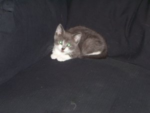 Jimmy Superfly Snookums Jimmy Superfly Snookums